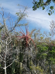 Tillandsia huamelulaensis