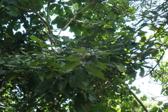 Tabernaemontana glabra