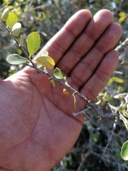 Erythroxylum havanense