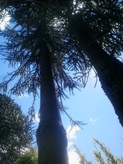 Araucaria araucana