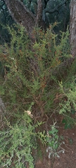 Condalia microphylla