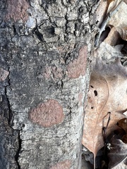 Hypoxylon rubiginosum