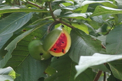 Tabernaemontana glabra