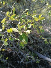 Erythroxylum havanense