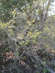 Erythroxylum havanense