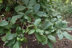 Tabernaemontana glabra