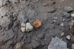 Podoscypha petalodes