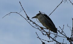 Nycticorax nycticorax