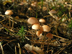 Mycena rosella