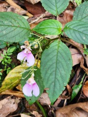 Impatiens uncinata