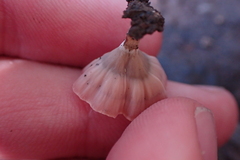 Podoscypha petalodes