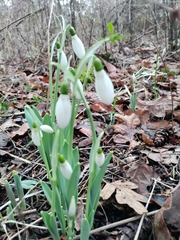Galanthus
