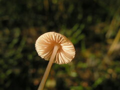 Mycena rosella