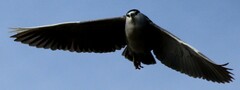 Nycticorax nycticorax
