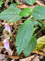 Impatiens uncinata