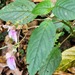 Impatiens uncinata - Photo (c) deepachandran, some rights reserved (CC BY-SA), uploaded by deepachandran