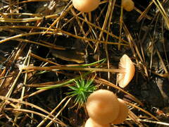 Mycena rosella