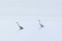 Ardea alba