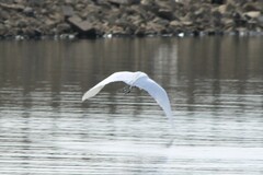 Ardea alba