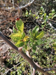 Bursera excelsa