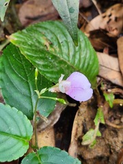 Impatiens uncinata