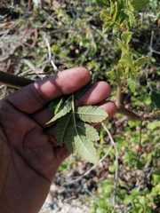 Bursera excelsa