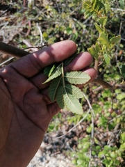 Bursera excelsa
