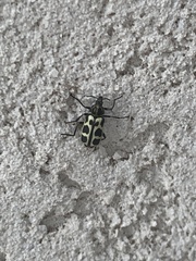 Astylus atromaculatus