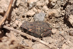 Rhinella spinulosa