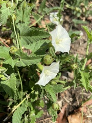 Convolvulus crenatifolius