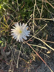 Malacothrix saxatilis