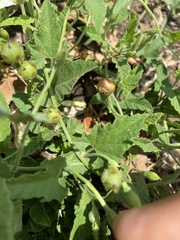Convolvulus crenatifolius