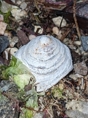 Crucibulum
