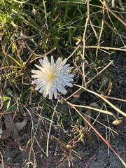 Malacothrix saxatilis