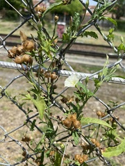 Convolvulus crenatifolius