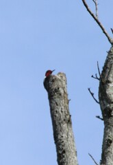 Melanerpes erythrocephalus