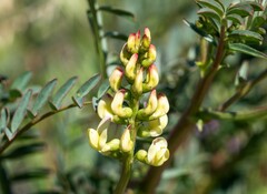 Astragalus douglasii parishii