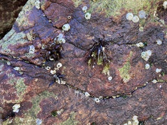 Phaeophyceae
