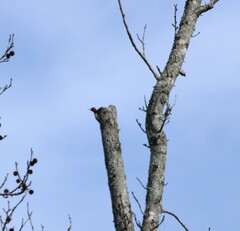 Melanerpes erythrocephalus