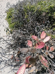 Opuntia decumbens