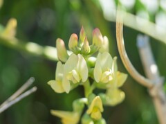 Astragalus douglasii parishii