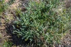 Astragalus douglasii parishii