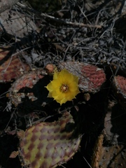 Opuntia decumbens