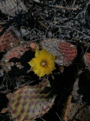 Opuntia decumbens