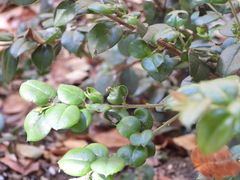 Luma apiculata