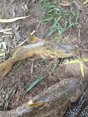Pimelodus maculatus