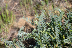 Astragalus douglasii parishii