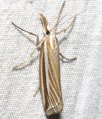 Hednota grammellus