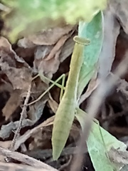Musoniella