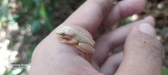 Dendropsophus microcephalus